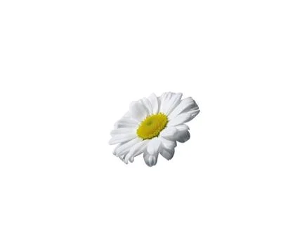 Close up view of chamolin flowers isolated on white background. Stock Photos
