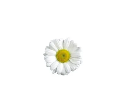 Close up view of chamolin flowers isolated on white background. Stock Photos