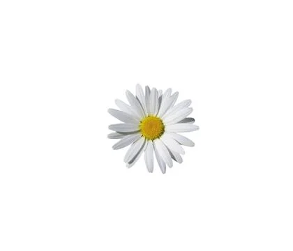 Close up view of chamolin flowers isolated on white background. Foto stock