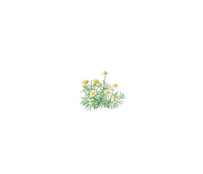 Close up view of chamolin flowers isolated on white background. Stock Photos