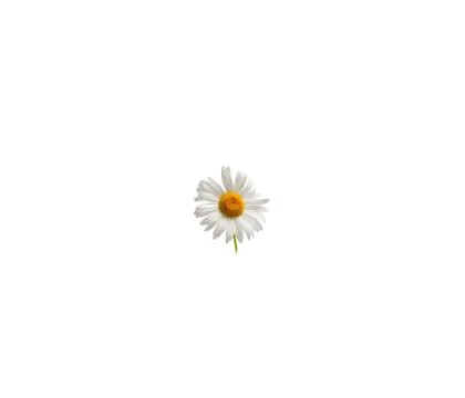 Close up view of chamolin flowers isolated on white background. Stock Photos
