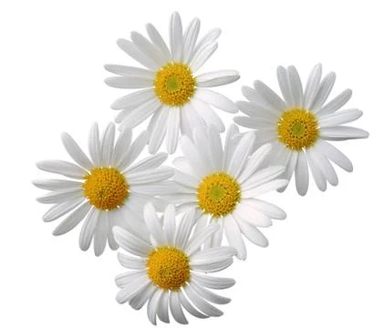 Close up view of chamolin flowers isolated on white background. Stock Photos