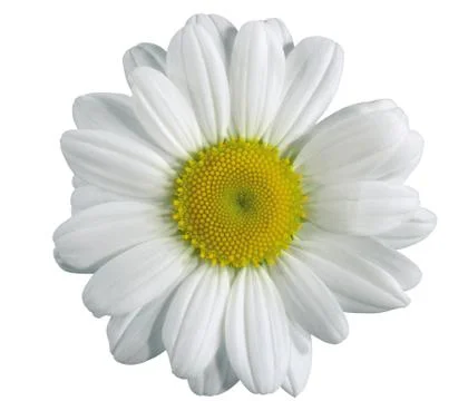Close up view of chamolin flowers isolated on white background. Stock Photos