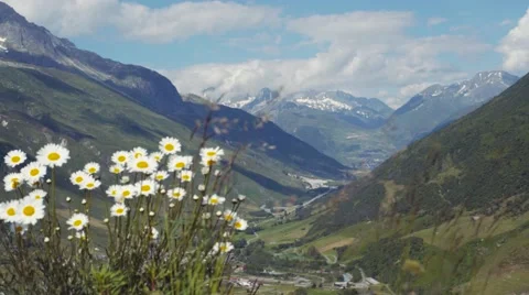 Close up view of chamomile in the mountainous Alps region Video stock 67487488