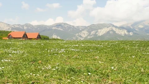 Close up view of chamomile in the mountainous Alps region, with a distant small Stock Footage 80199190