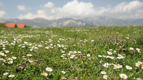 Close up view of chamomile in the mountainous Alps region, with a distant small Stock Footage 80199207