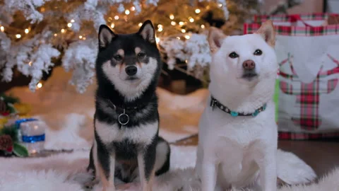 Close-up view of charming puppies sitting underneath the Christmas tree Video stock 226813607