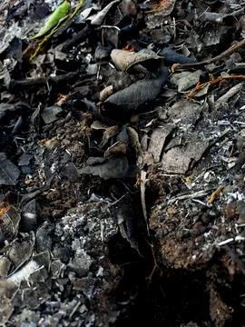Close up view of charred debris and ash from a forest fire. Stock Photos