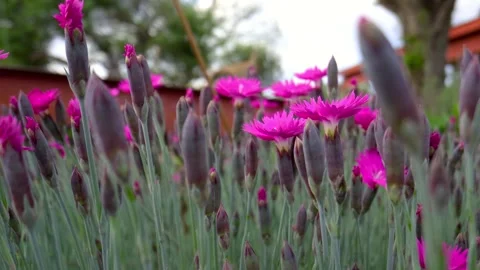 Close up view of Cheddar pink flowering plants shot with probe lens. Stock Footage 310475509