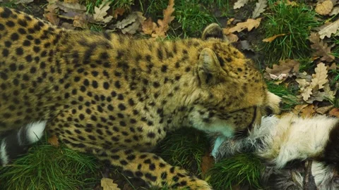Close up view of cheetah eating Stock Footage 257256881