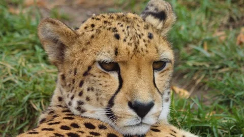 Close up view of a cheetah Stock Footage 252561181