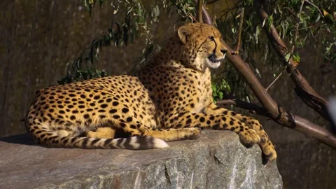 Close up view of a  cheetah Stock Footage 266684506