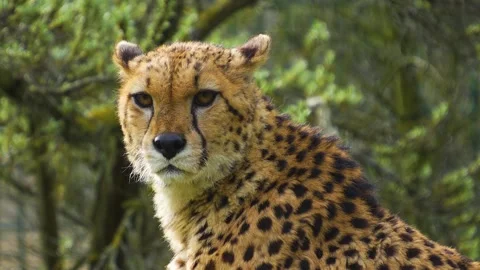 Close view of cheetah Stock Footage 270539287