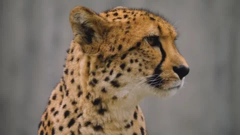 Close view of cheetah head Stock Footage 255681751
