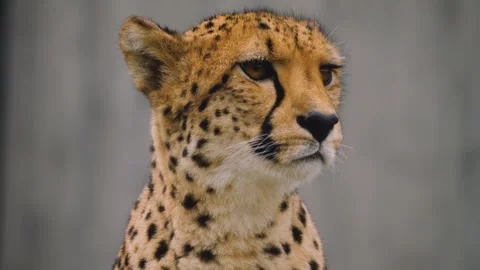 Close view of a  cheetah head Stock Footage 255720489