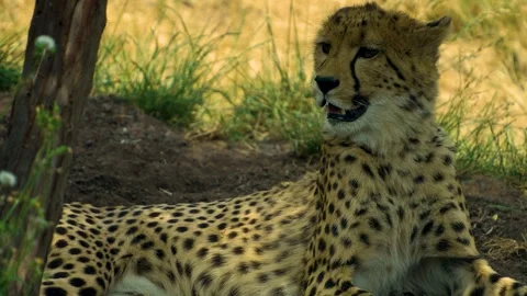 Close view of a  cheetah relaxing Stock Footage 251759429