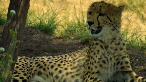 Close up view of a  cheetah  resting Stock Footage 251714808