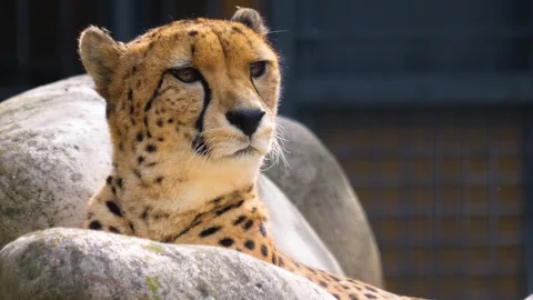 Close view of cheetah resting Stock Footage 252547473