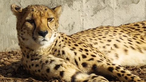 Close up view of a  cheetah  resting  Video stock 263824484