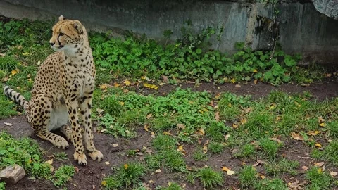 Close up view of a cheetah sitting  Video stock 266885910