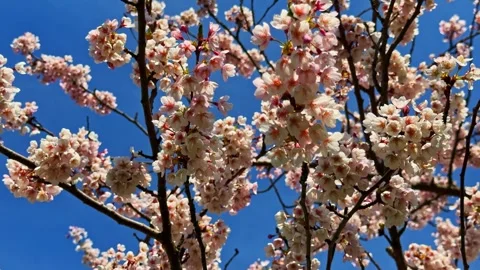 Close View of Cherry Blossom Branches Against Blue Sky Stock Footage 334693011