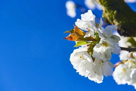 Close view of the Cherry Blossom Stock Photos
