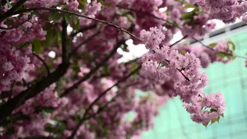 Close up view of cherry blossom Sakura flower with blurry office on a background Stock Footage 154595653