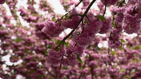 Close up view of cherry blossom Sakura flower during windy weather Stock Footage 154601418