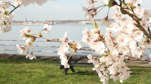 A Close Up view of the cherry blossom in Washington, DC Stock Footage 47948065