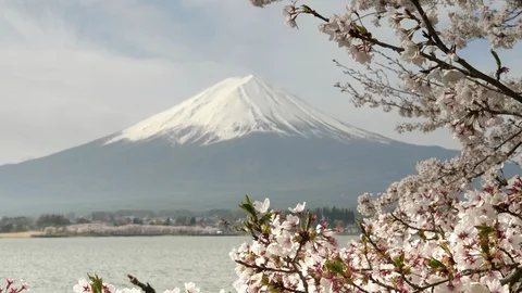 Close view of cherry blossoms and mt fuji at lake kawaguchi in japan Vidéo 90885261