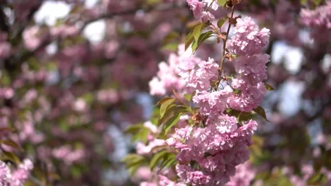 Close-up view of cherry blossoms, varying stages of opening, pale pinkwhite Stock Footage 295317157