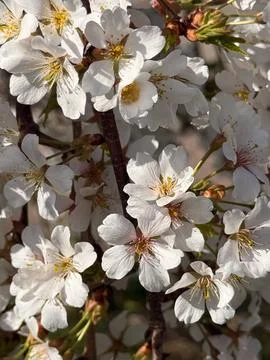 A close-up view of cherry blossoms with white petals Stock Photos