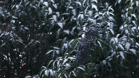 Close up view of cherry laurel tree in snowy weather Stock Footage 147041851