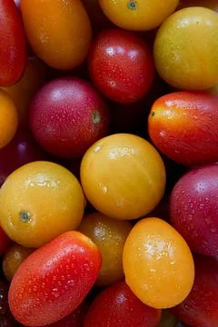 Close view of cherry tomatoes ready to be eaten or cooked with dew drops Stock Photos