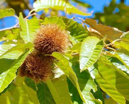 The close view of chestnut Foto stock