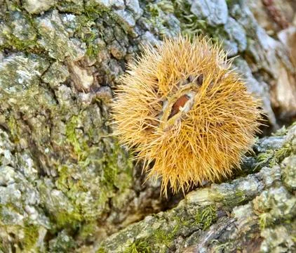The close view of chestnut on tree Stock Photos