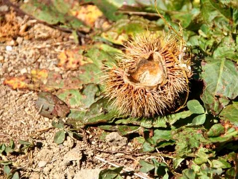 The close view of chestnut on tree Stock Photos