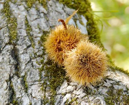 The close view of chestnut on tree Stock Photos