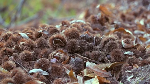 Close up view of chestnuts Stock Footage 97496459