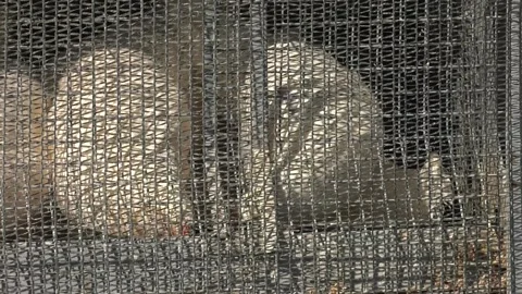 Close up view of chicken in a cage Stock Footage 223815918