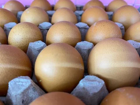 Close up view of chicken eggs on racks. Stock Photos