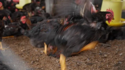 Close view of chickens behind mesh wire as they move through a confined Stock Footage 325431977