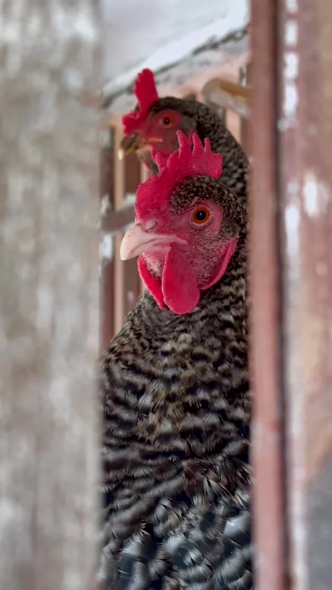 Close-up view of chickens sitting inside rustic chicken coop on countryside farm Stock Footage 336655246