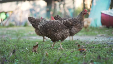 Close-up view of Chickens walking around lawned garden Stock Footage 147175082