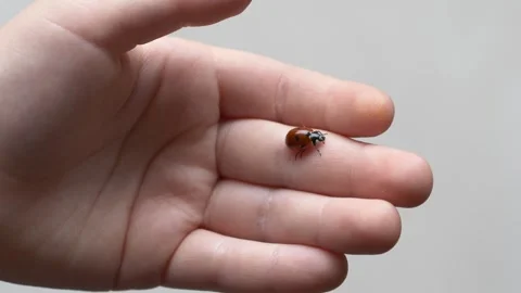 Close view of child hand gently holding ladybug, exploring insect with curiosity Stock-Footage 327865809