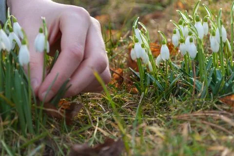 Close up view of a child hand gently touching snowdrop flowers among grass. Stock Photos