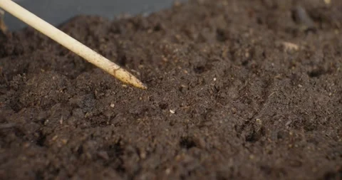 Close-up view of a childs hand carefully planting tiny seeds in rows in fertile Stock Footage 331438656