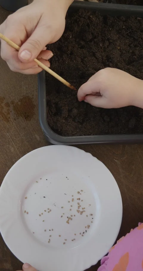 Close-up view of a childs hands carefully planting vegetable seeds in a tray of Stock Footage 330256940
