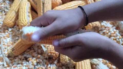 A close-up view of a child's hands manually shelling corn kernels from a cob. Stock Footage 321939653