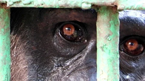 Close-up view of chimpanzee face behind bars. Monkey in captivity. Stock Footage 113195673